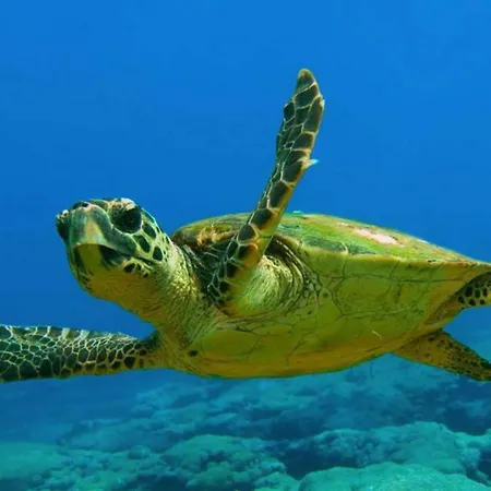 Il Melograno Antico Con Terrazza E Giardino Агридженто