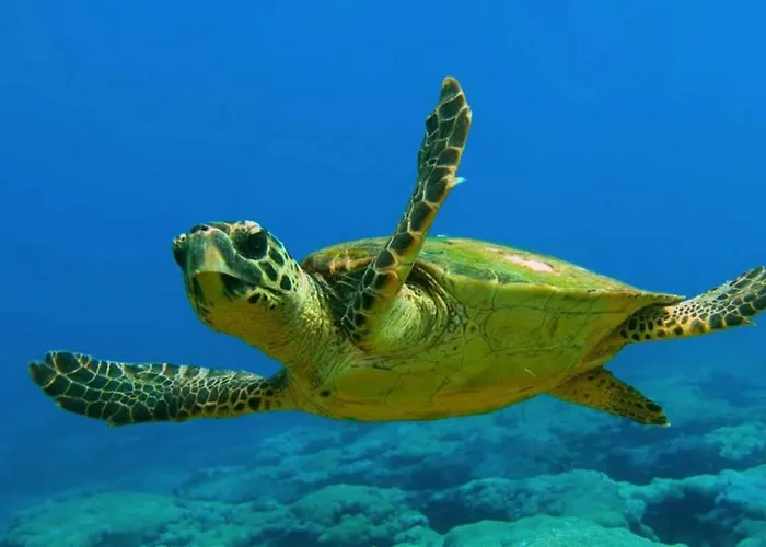 Il Melograno Antico Con Terrazza E Giardino Agrigent